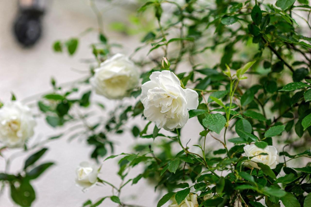 Wine Garden Rooms سكرادين المظهر الخارجي الصورة