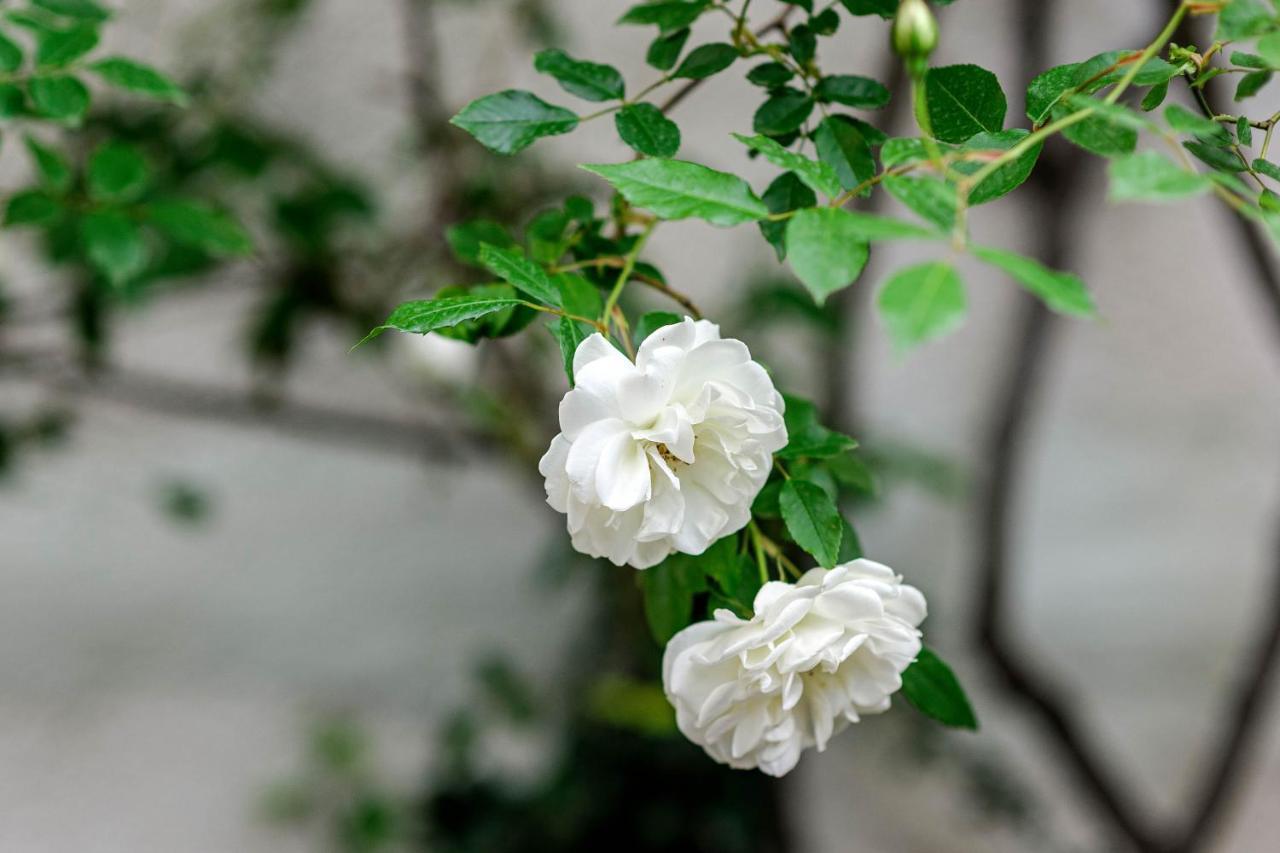 Wine Garden Rooms سكرادين المظهر الخارجي الصورة